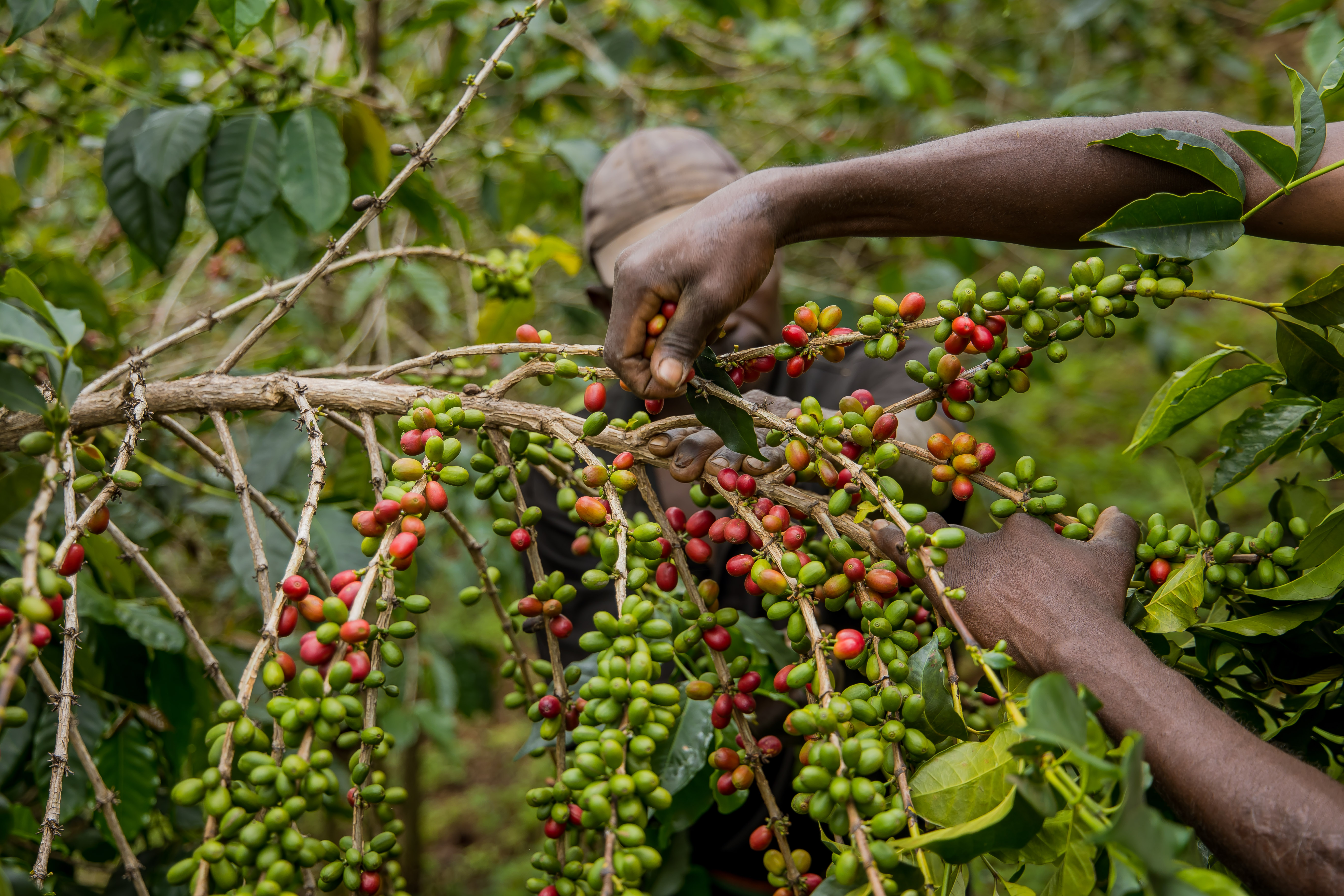 Coffee Plantation